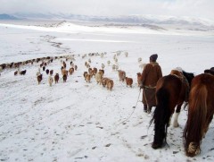 Дөргөн суманд өвөлжилт өнтэй байна