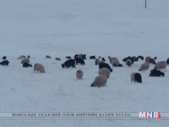 Баян-Өлгий аймгийн нийт сүргийн 28.4 хувийг эр мал эзэлж байна