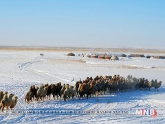 Мал, амьтны шилжилт хөдөлгөөнийг хяналтад авна