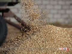 Улаанбуудайн тонн тутамд 41000-45500 төгрөгийн урамшуулал олгоно