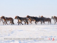 Малын хулгайн хэргийг шуурхай илрүүлэн шалгаж байна