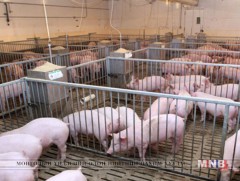 Гахайн мялзан өвчин илэрсэн 30 гахайг устгажээ