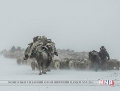 Малын хэвтэр, бэлчээрийн хомсдлоос шалтгаалан эх ямаа хээл хаяж байна