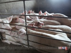 Голомтод байсан 239 гахайг булж устгажээ