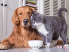 Азтай савар