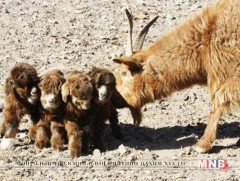 Алтан ишигний эзэн 