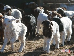 Алтан төлийн эзний шагналаа анхныхаа төлтэй хүлээн авчээ 