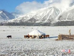 Увс аймгийн 12 суманд хаваржилт хүндэрч байна 