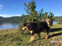 Монгол банхар цоохор ирвэс хамгаална