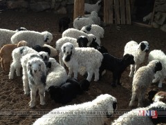 Алтан хурганы эзэн  