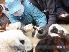 Гамшгийн хохирлыг арилгахад 8 тэрбум төгрөг зарцуулна