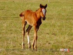 Алтан унаганы эзэн 