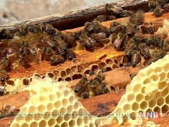 1000 гаруй иргэн зөгийн аж ахуй эрхэлж байна