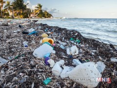 Далайн гүнд амьдардаг ихэнх төрлийн загасны ходоодноос гялгар уут гарчээ