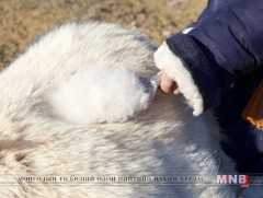 Манай улс дэлхийн ноолуурын зах зээлийн 45 хувийг бэлтгэн нийлүүлдэг