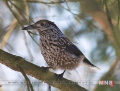 Шувуудын тооллого 