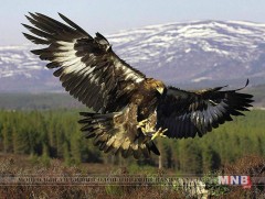 Байгаль хүүхэд: Бүргэдийн тухай...