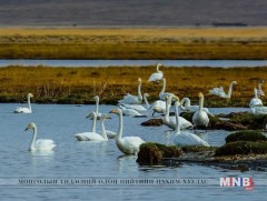 Манай улс шувуудын үржих болон нүүдлийн гол бүс нутаг 
