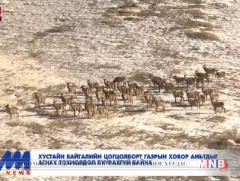 Хустайн байгалийн цогцолборт газрын ховор амьтдыг агнах тохиолдол буурахгүй байна