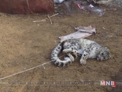 Ирвэс малчны хотонд орж мал руу дайрчээ