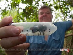 Аварга зөгий 38 жилийн дараа олджээ