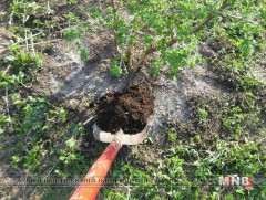 “Бордоо - газрын мөөгөнцөр” сэдвээр хаврын улиралд мод ургамлыг хэрхэн бордох вэ