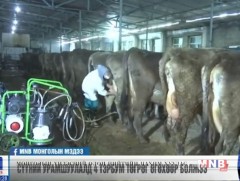 Сүүний урамшуулалд 4 тэрбум төгрөг өгөхөөр болжээ