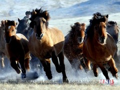 Гайхамшигт монгол адуу