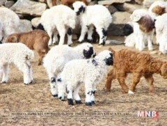 Төв аймгийн хэмжээнд  мал төллөлт 47,5 хувьтай явагдаж байна