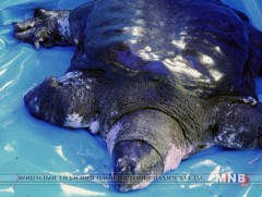 Яст мэлхийд хэд хэдэн удаа хиймлээр үр тогтоох оролдлого хийжээ