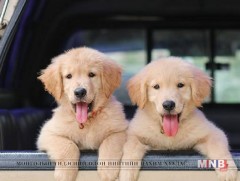 Гэрийн тэжээвэр амьтдын “диваажин”