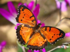 “Эрвээхэй” өгүүллэгийн зохиомж