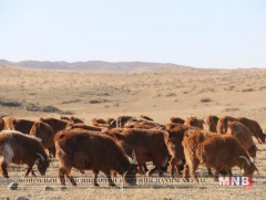 Малын 40 гаруй үүлдэр омгийг баталгаажуулаад байна