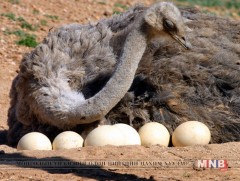Тэмээн хяруулын өндөг маш бат бөх хальстай