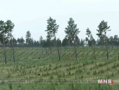 Төв аймгийн хэмжээнд 2010 оноос хойш 180 гаруй мянга мод тарьжээ