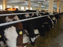 Эрчимжсэн мал аж ахуйг хөгжүүлэх хөтөлбөр хэрэгжүүлж байна