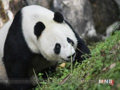 Аварга хулсны баавгайг хоншоороор нь ялгаж таних цэсийг зохион бүтээжээ