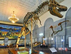 Байгалийн түүхийн музейг Их тэнгэрийн аманд барина