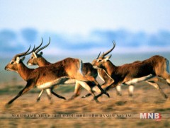 Зэрлэг ан амьтны эд эрхтэнг худалдаалахаар завдсан гэмт хэргийн 20 тохиолдол илэрчээ