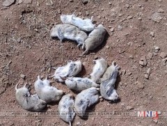 Үлийн цагаан оготно устгалын ажил хийж байна