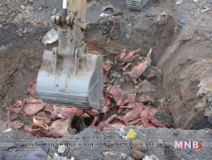 Их хэмжээний үхэж хорогдсон малын махыг устгалд орууллаа