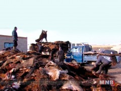 Хуримтлагдсан адууны ширийг эргэлтэд оруулна  