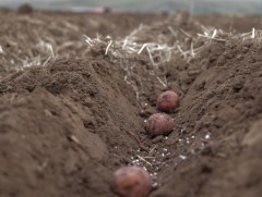 Хүнсний ногооны тариалалт 30 орчим хувьтай байна 