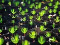 Сургуулиа төгсөхөөс өмнө заавал 10 мод суулгах шинэ хууль баталжээ