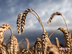 Үрийн болон улаанбуудайг нөөцөөс нийлүүлнэ