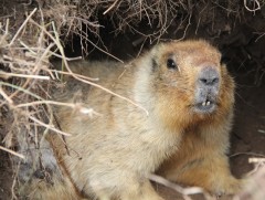 Монгол тарвага сэргээн нутагшуулах ажлыг эхлүүллээ