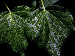 Ойрын өдрүүдийн цаг агаарын мэдээ 