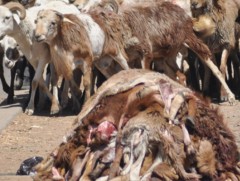 Арьс шир боловсруулах үйлдвэрийн ажилчид хамгаалах хэрэгсэлгүй хорт бодистой шууд харьцаж байна