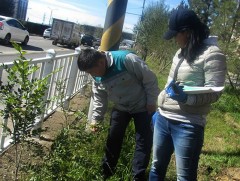 Хотын төвийн ногоон байгууламжийг нэмэгдүүлэхэд анхаарч байна