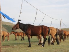 Монгол туулийн морьдын зүс, бэлгэдэл